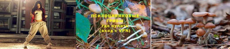 купить  цена  Гай  Псилоцибиновые грибы Psilocybine cubensis 